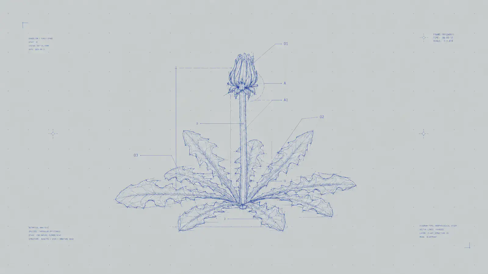 蒲公英植物结构技术图